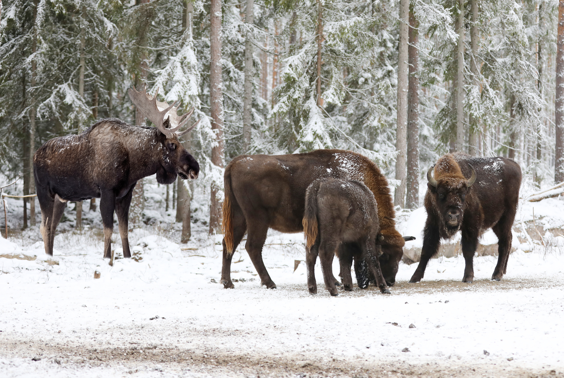Älg och Visent Älg och Visent