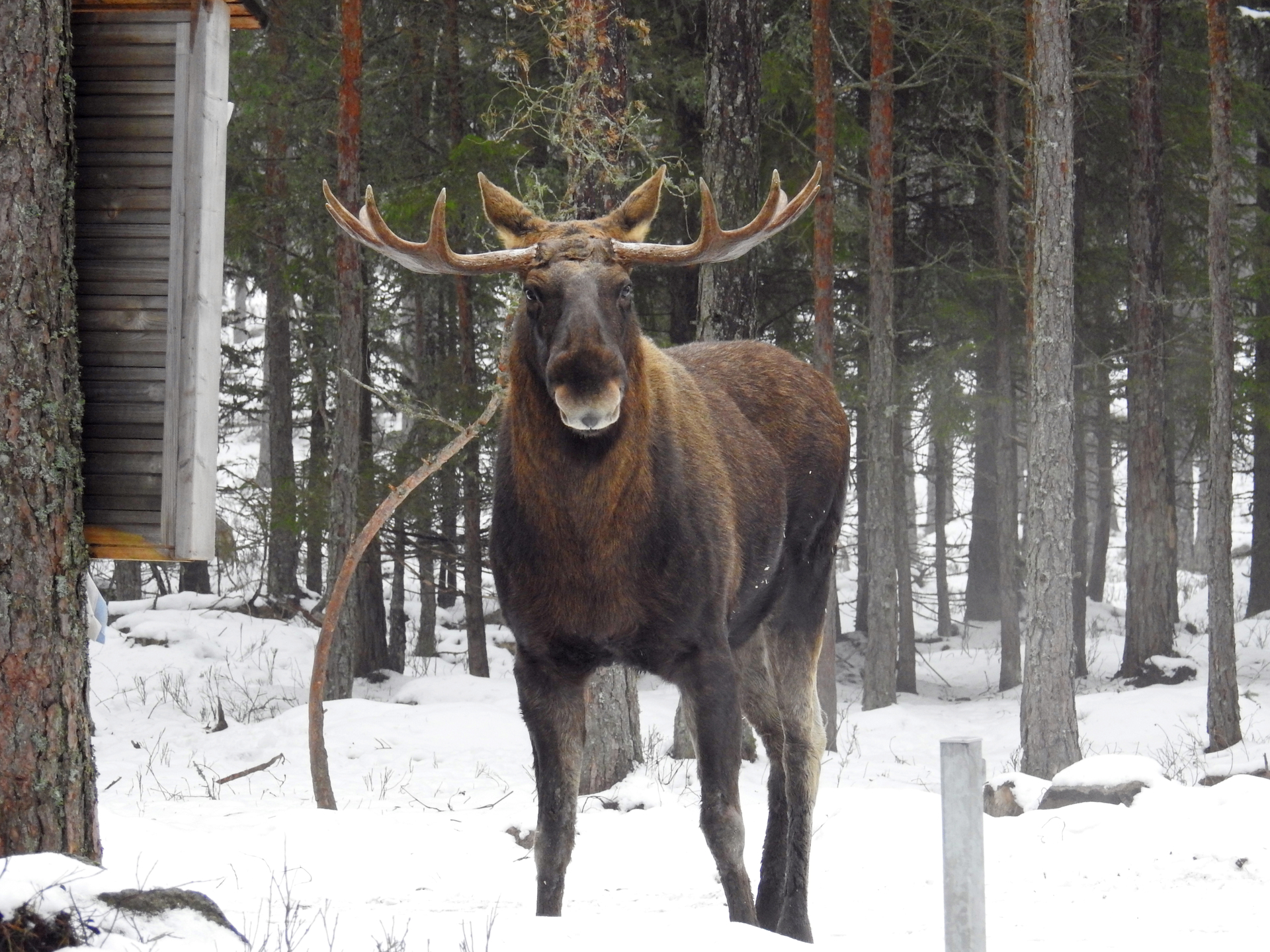 Älg-Vinter Älg-Vinter