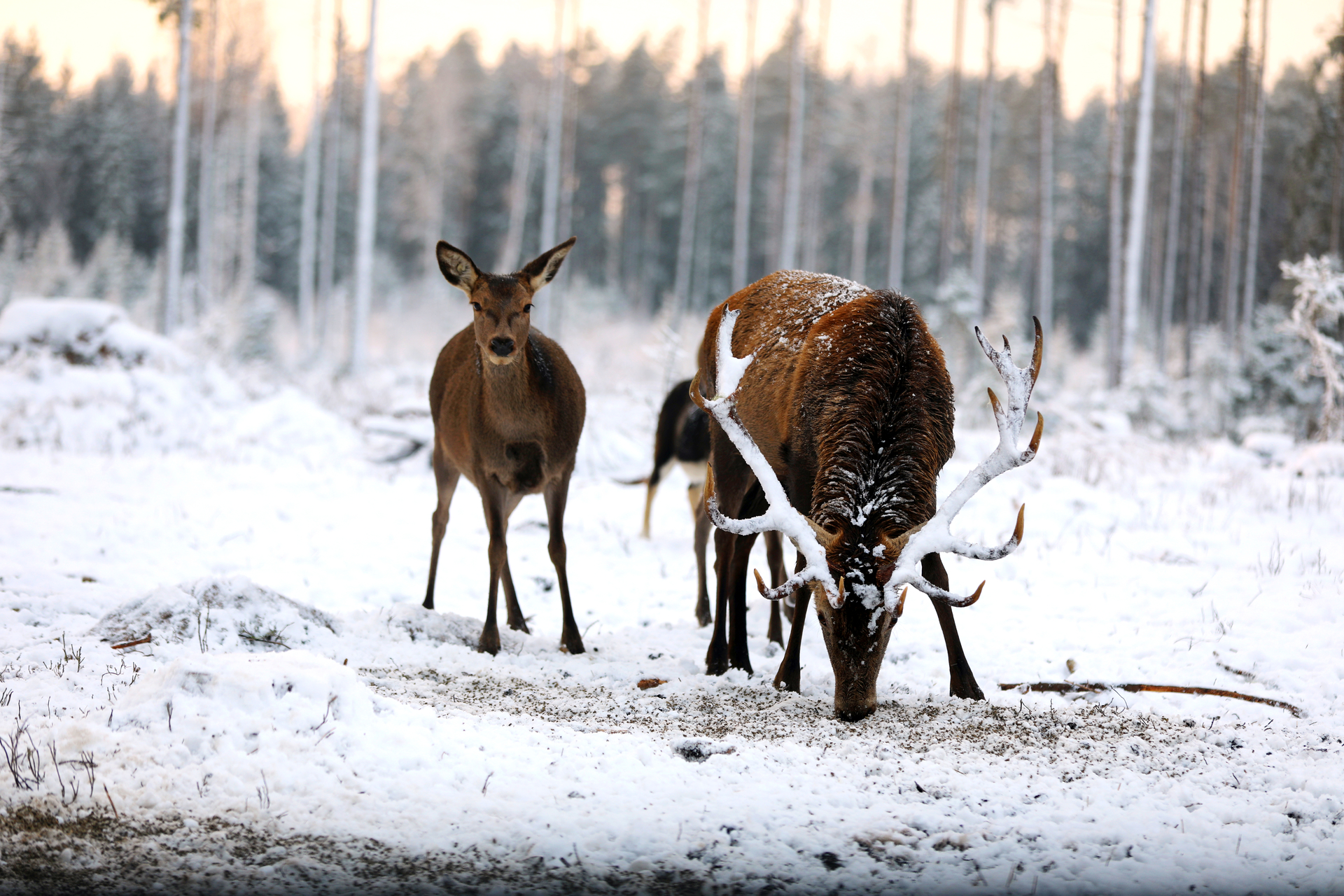 Kronhjort-Vinter Kronhjort-Vinter