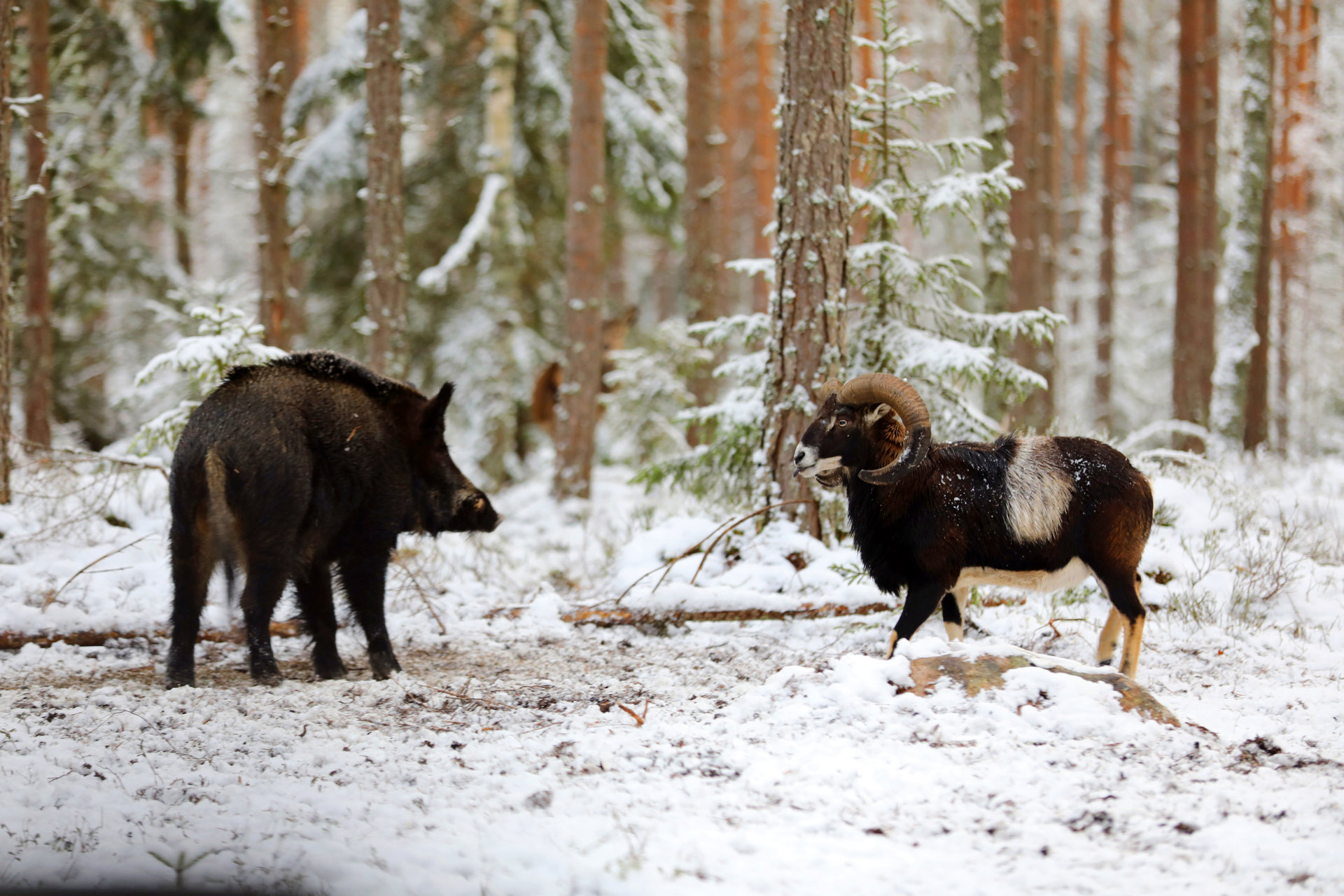 Mufflon-Vildsvin-vinter Mufflon-Vildsvin-vinter