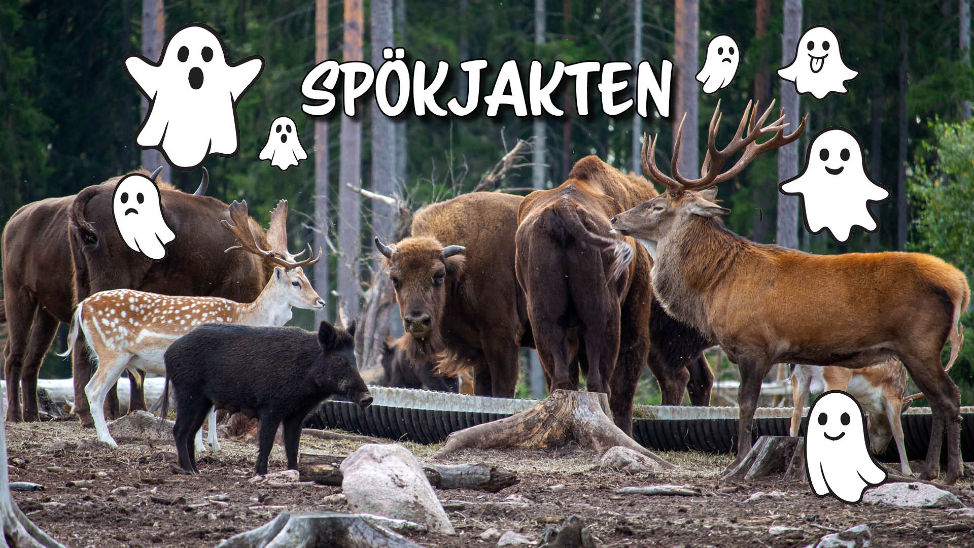 Safaripark - spökjakt spökjakt