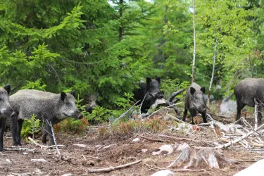 Eintrittskarte für den Kosta Safaripark