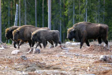 Eintrittskarte für den Kosta Safaripark