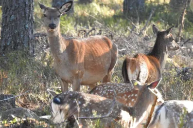 Eintrittskarte für den Kosta Safaripark