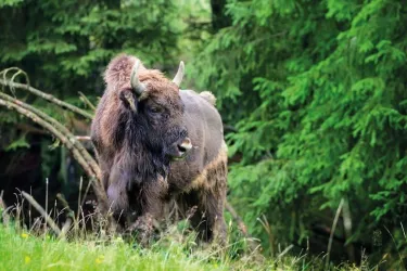 Trädhus av glas i Safariparken 30kvm