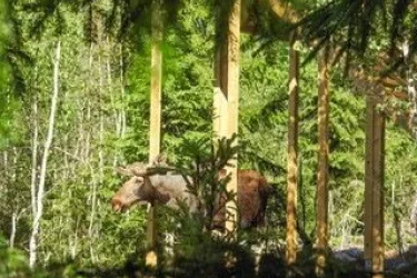 Trädhus av glas i Safariparken 30kvm