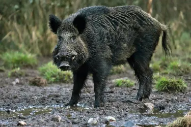 Trädhus av glas i Safariparken 30kvm