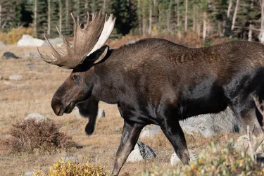 Trädhus av glas i Safariparken 30kvm