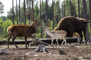 Eintrittskarte für den Kosta Safaripark