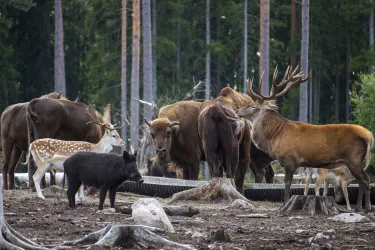 Eintrittskarte für den Kosta Safaripark