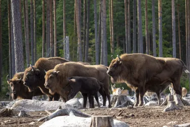 Eintrittskarte für den Kosta Safaripark