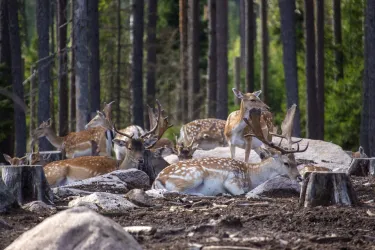 Eintrittskarte für den Kosta Safaripark