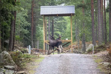 Eintrittskarte für den Kosta Safaripark