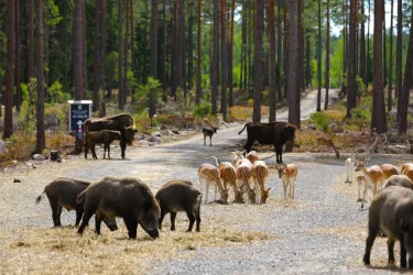 Entrébiljett Kosta Safaripark