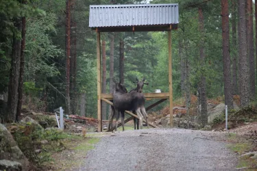 Entrébiljett Kosta Safaripark