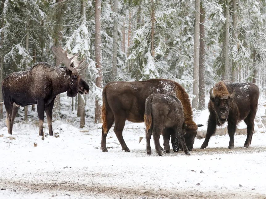 Älg och Visent