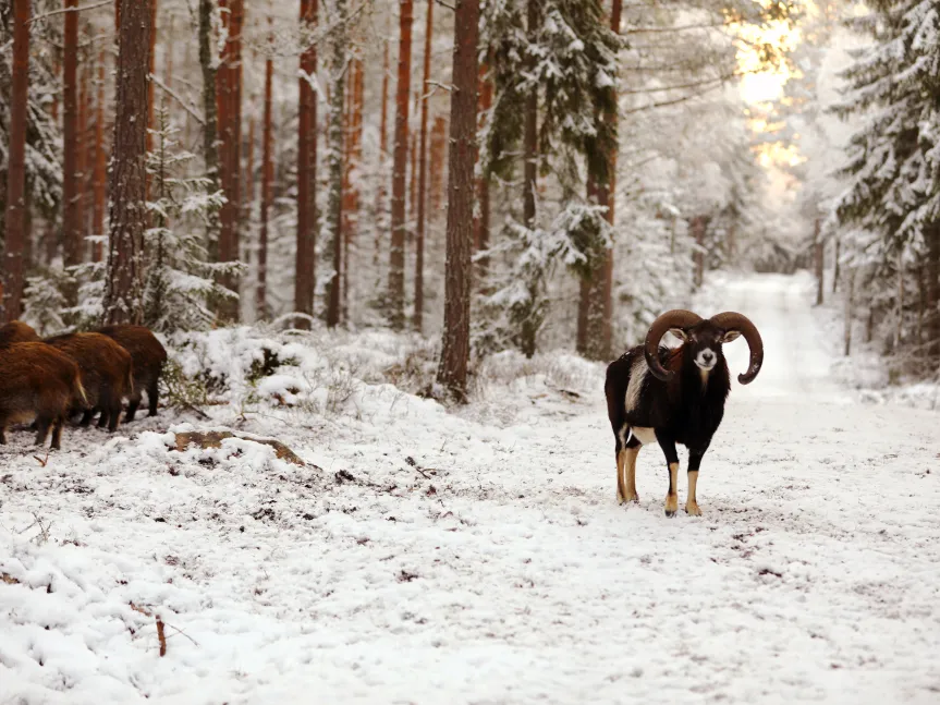 Mufflonfår - vinter