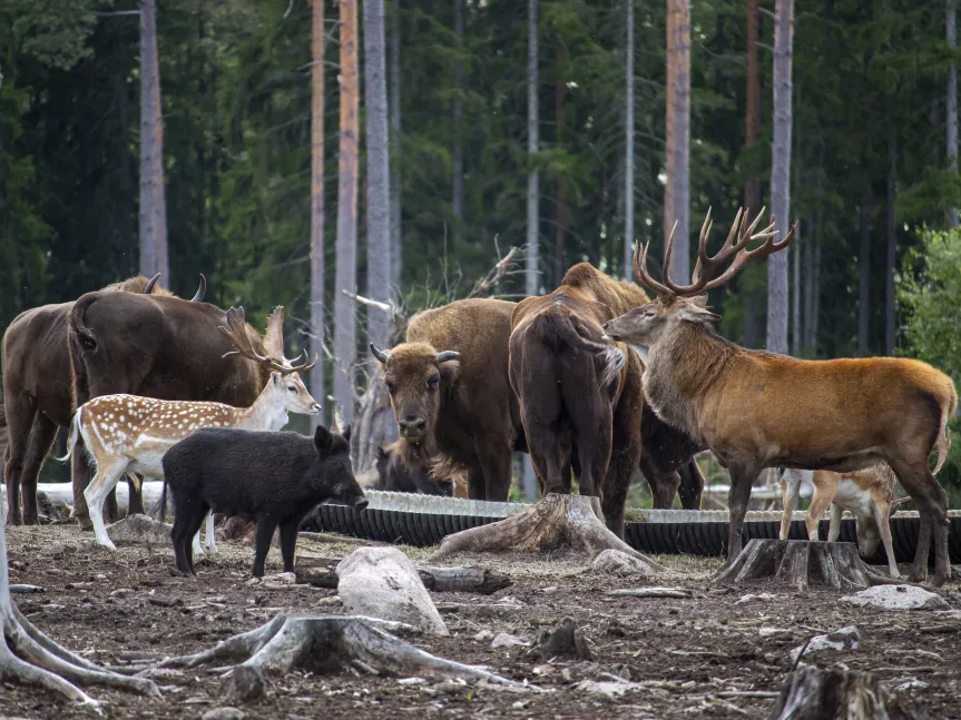 Blandade djur samlas tillsammans för att äta