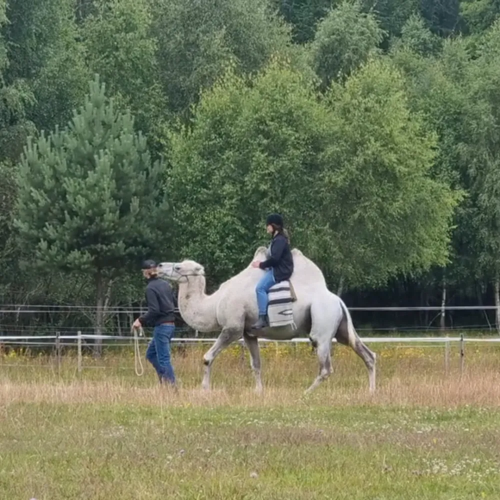 Kamelridning