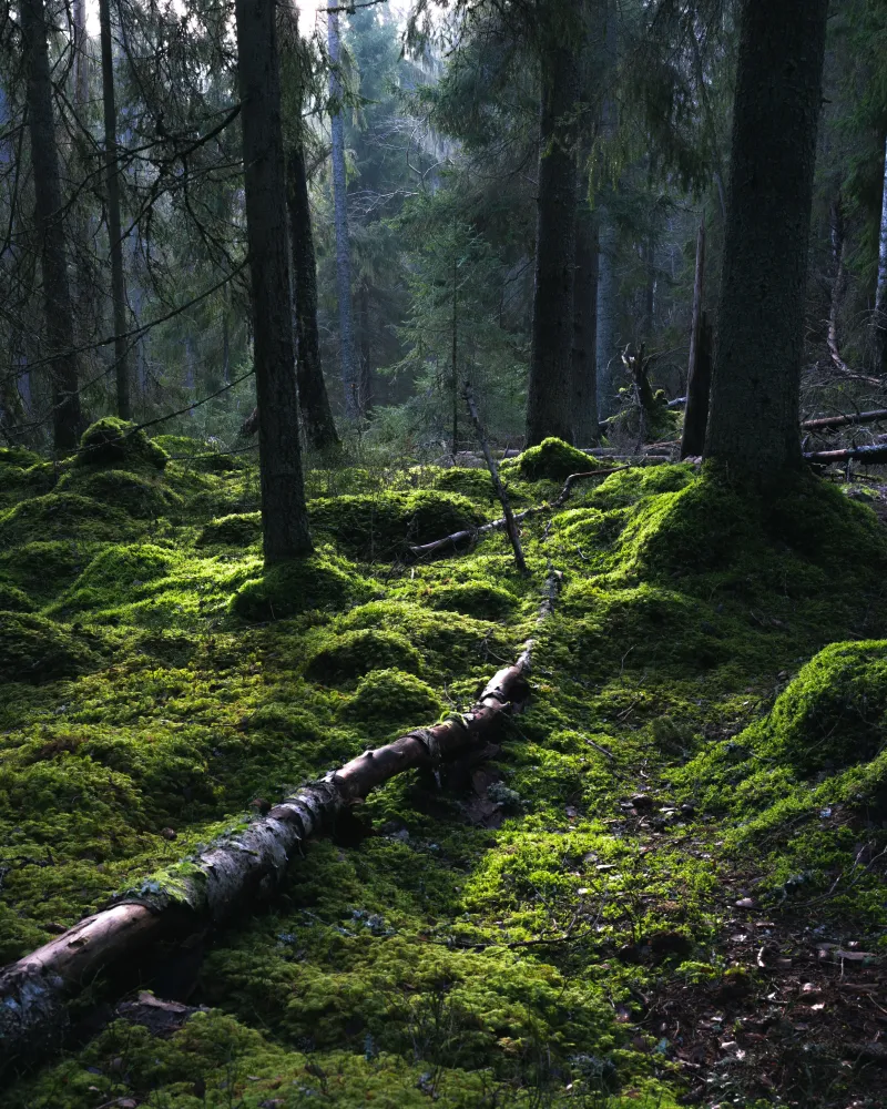 Mossig skog