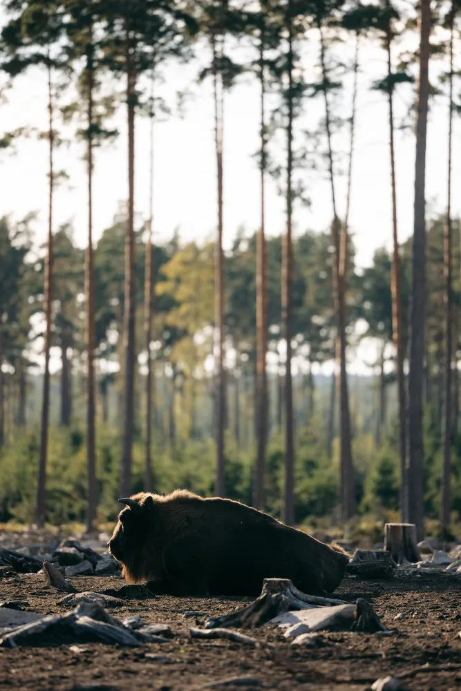 Ståtlig visent vilar i safariparken