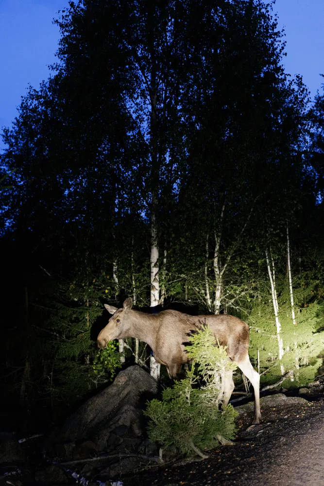 Älg i mörker