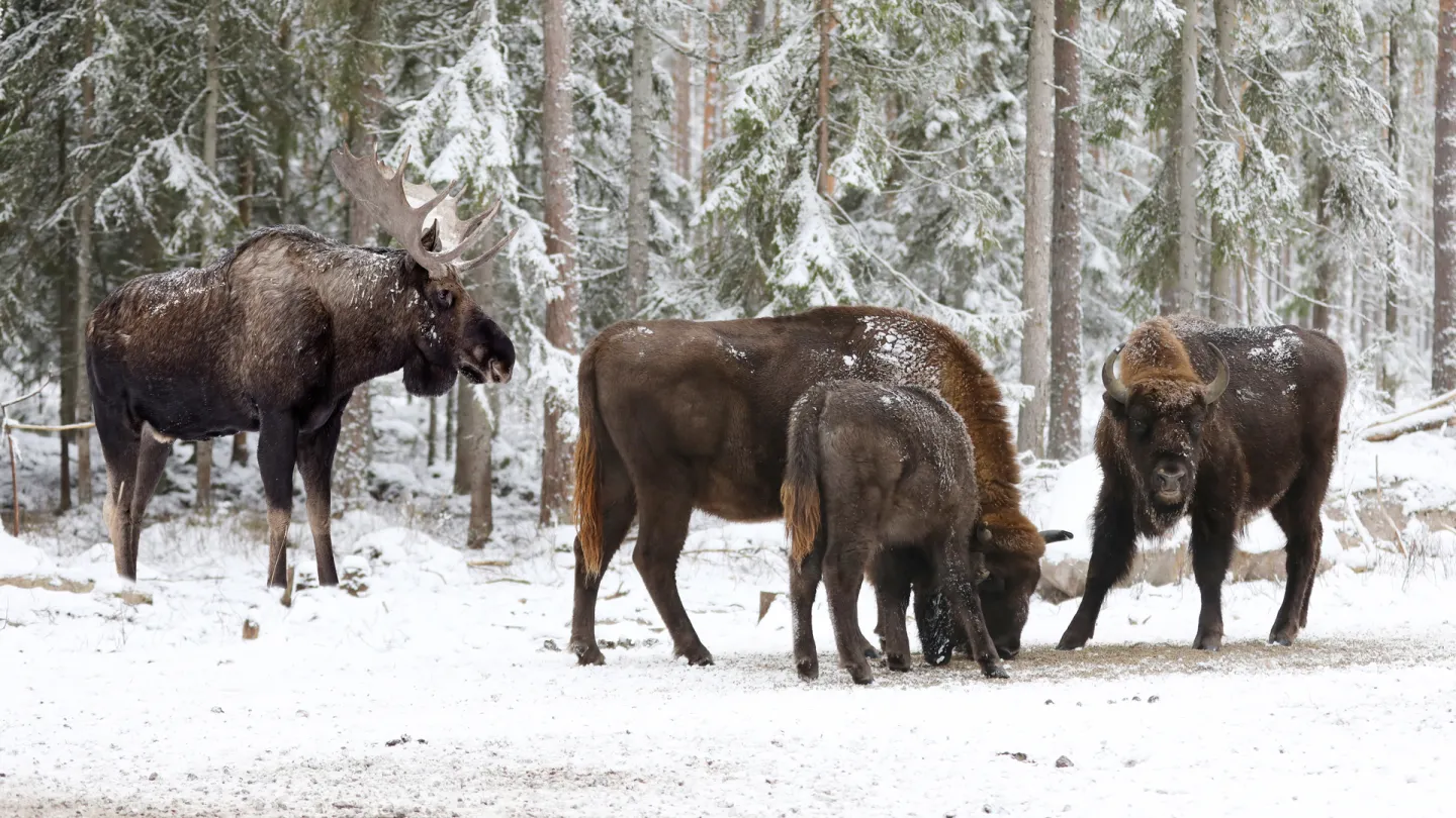 Älg och Visent