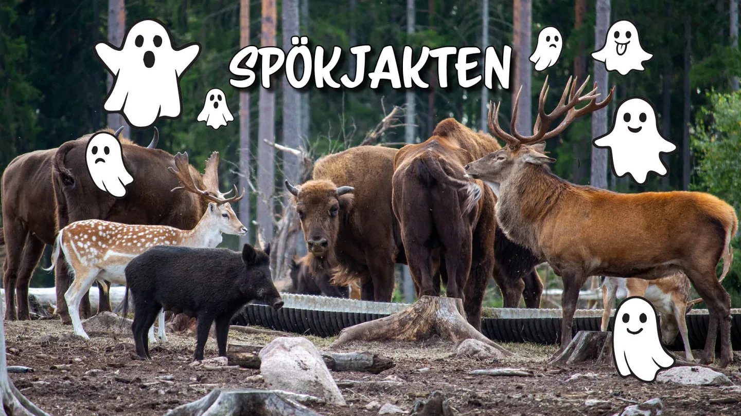 spökjakt