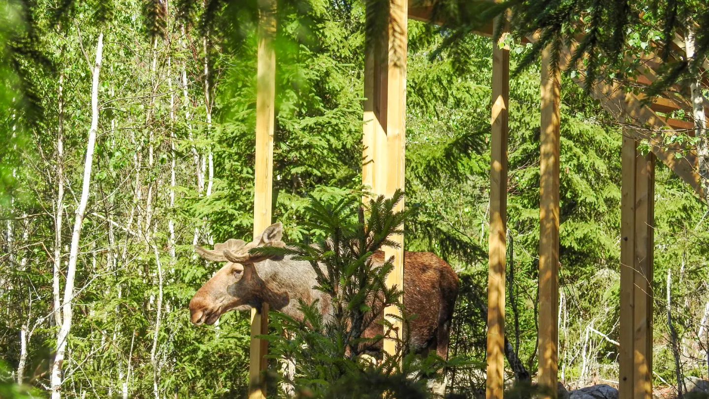 Glashusen i Safariparken med Älg